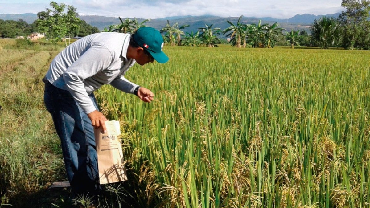 De acuerdo con los agricultores, producir una hectárea de arroz en esta zona puede superar los siete millones de pesos.