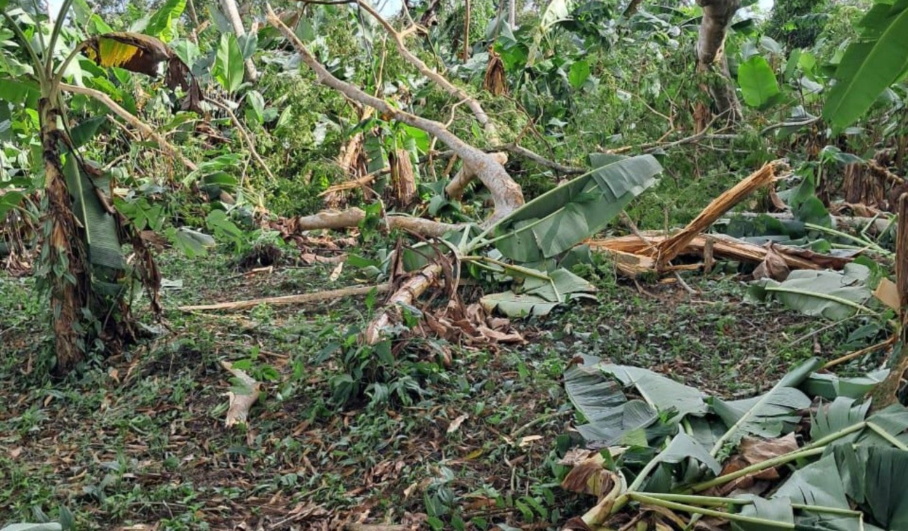 Un vendaval acompañado de intensas lluvias dejó afectaciones en la vereda San Pedro Medio, del corregimiento de San Sebastián