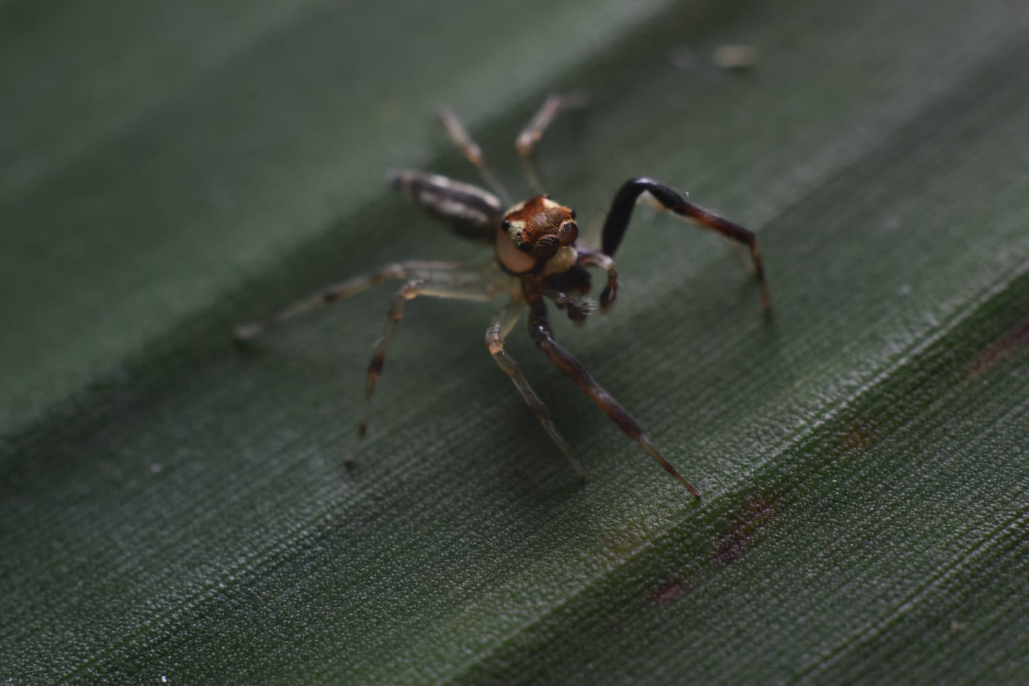 El descubrimiento fue en Momil.
