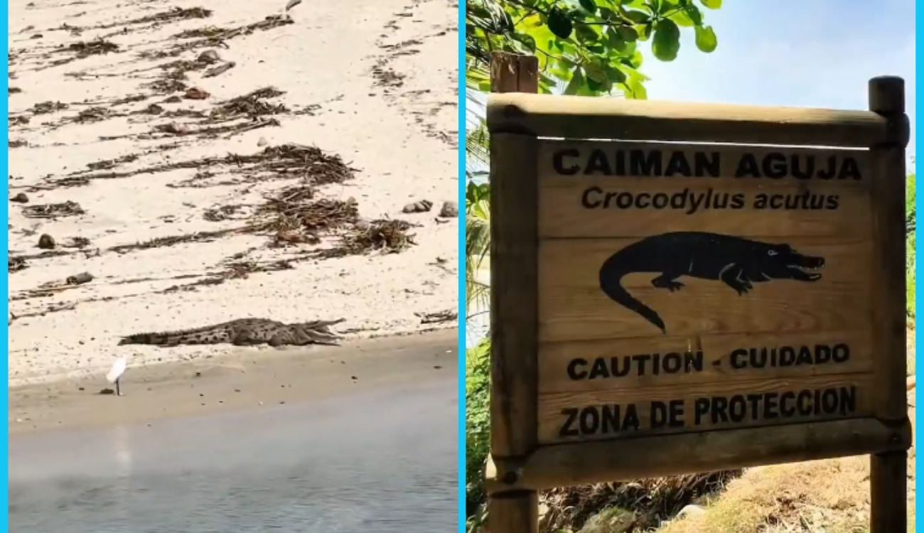 Turistas ingresan a una zona restringida del río Piedras, pese a las señales de advertencia sobre caimanes aguja
