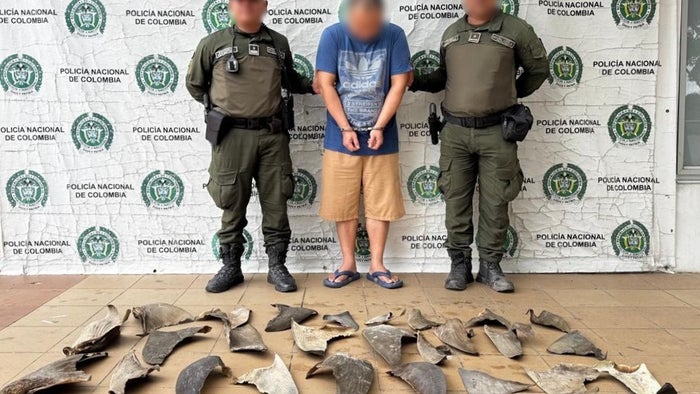 Policía de Cartagena capturó a un ciudadano chino con cargamento ilegal de aletas de tiburón