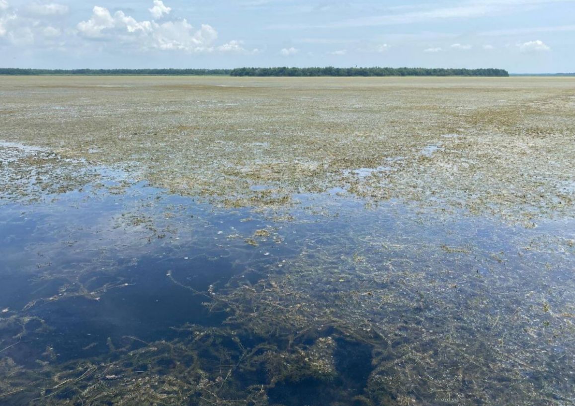 La “batata de agua” pone en jaque a pescadores y comunidades palafíticas de la Ciénaga Grande de Santa Marta