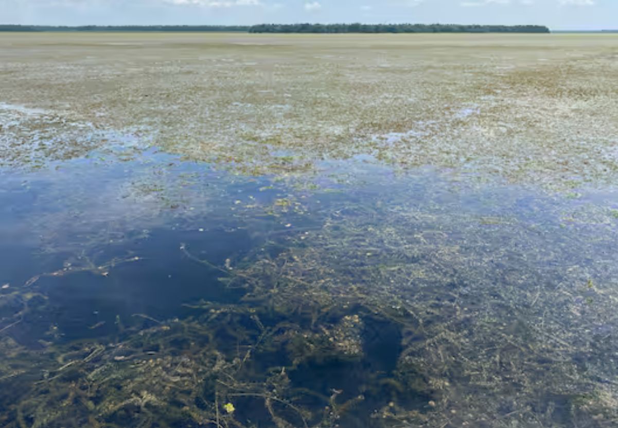 Procuraduría exige plan de acción contra planta invasora en la Ciénaga Grande de Santa Marta