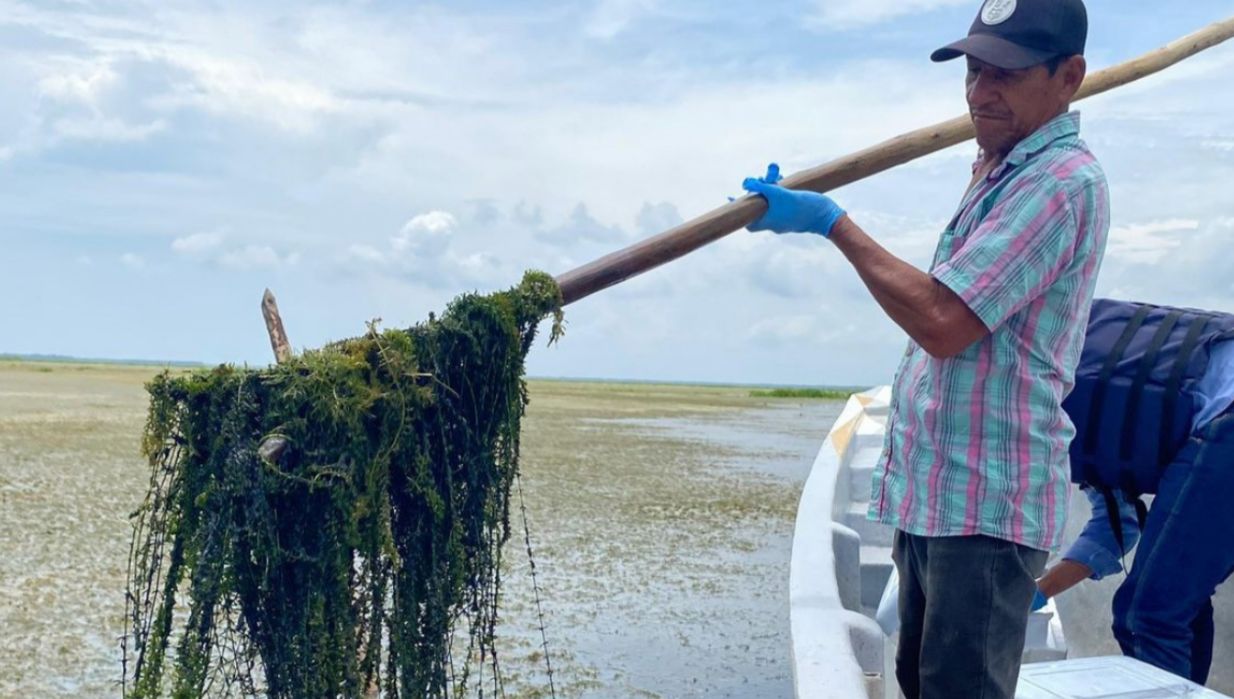 Gobierno busca frenar expansión de planta invasora que asfixia la Ciénaga Grande de Santa Marta