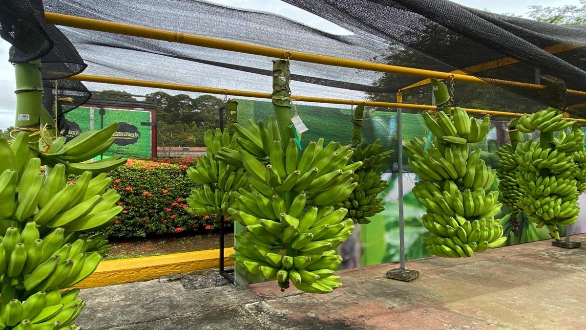 Cerca de 4 millones de cajas de plátano de más de 2.000 pequeños productores independientes de Urabá son exportadas al año