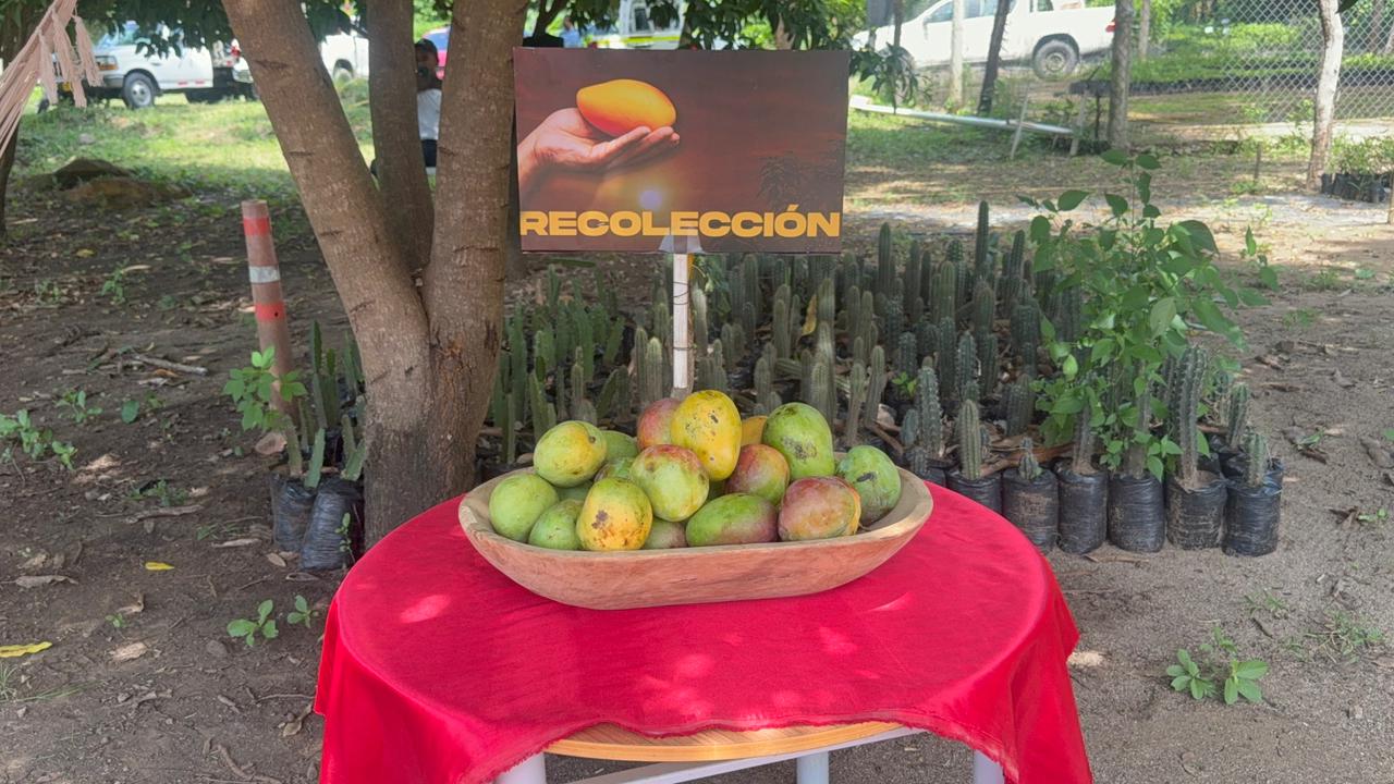 Se sembrará mango en La Guajira.