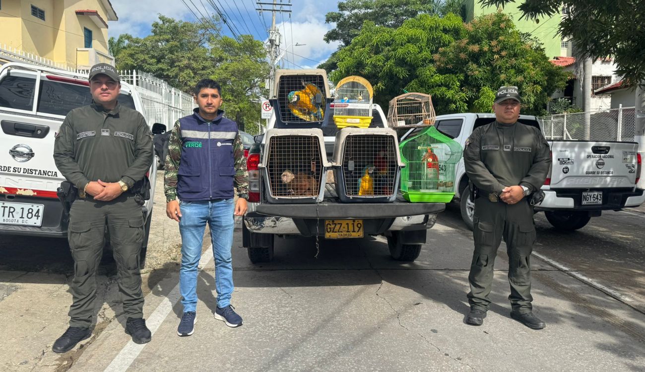 Guacamayas y monos fueron rescatados en Barranquilla durante operativo