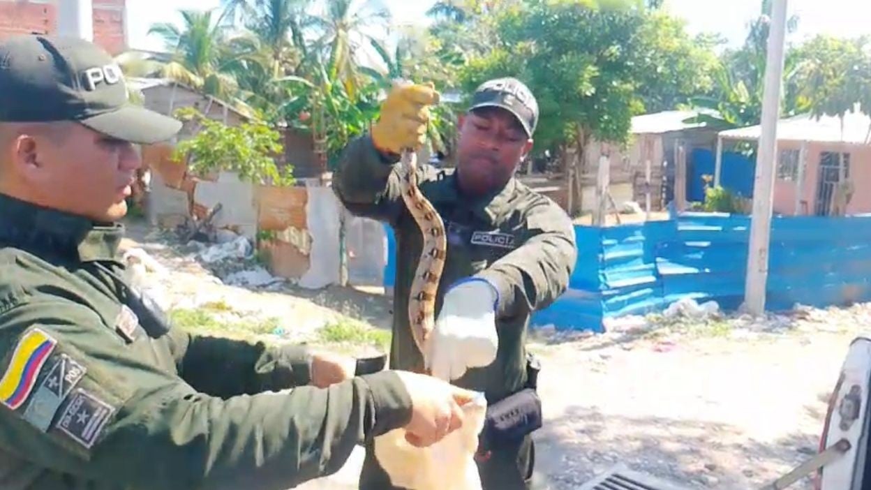 Encuentran boa de un metro de largo en el techo de una vivienda en la zona insular de Cartagena Nov 21