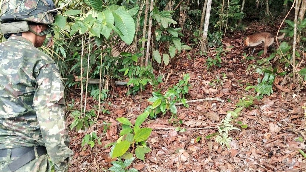 Ejército destruye cinco artefactos explosivos improvisados en área rural de Norosí, sur de Bolívar