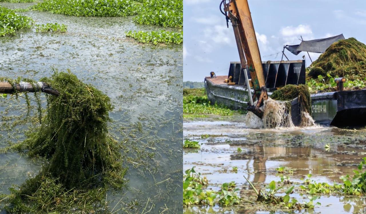 Inician plan piloto para remover planta invasora que afecta la Ciénaga Grande de Santa Marta