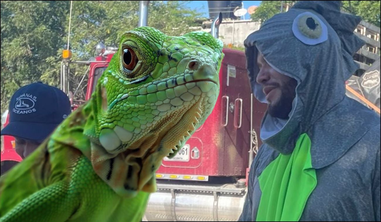 Campaña contra el consumo de huevos de iguana