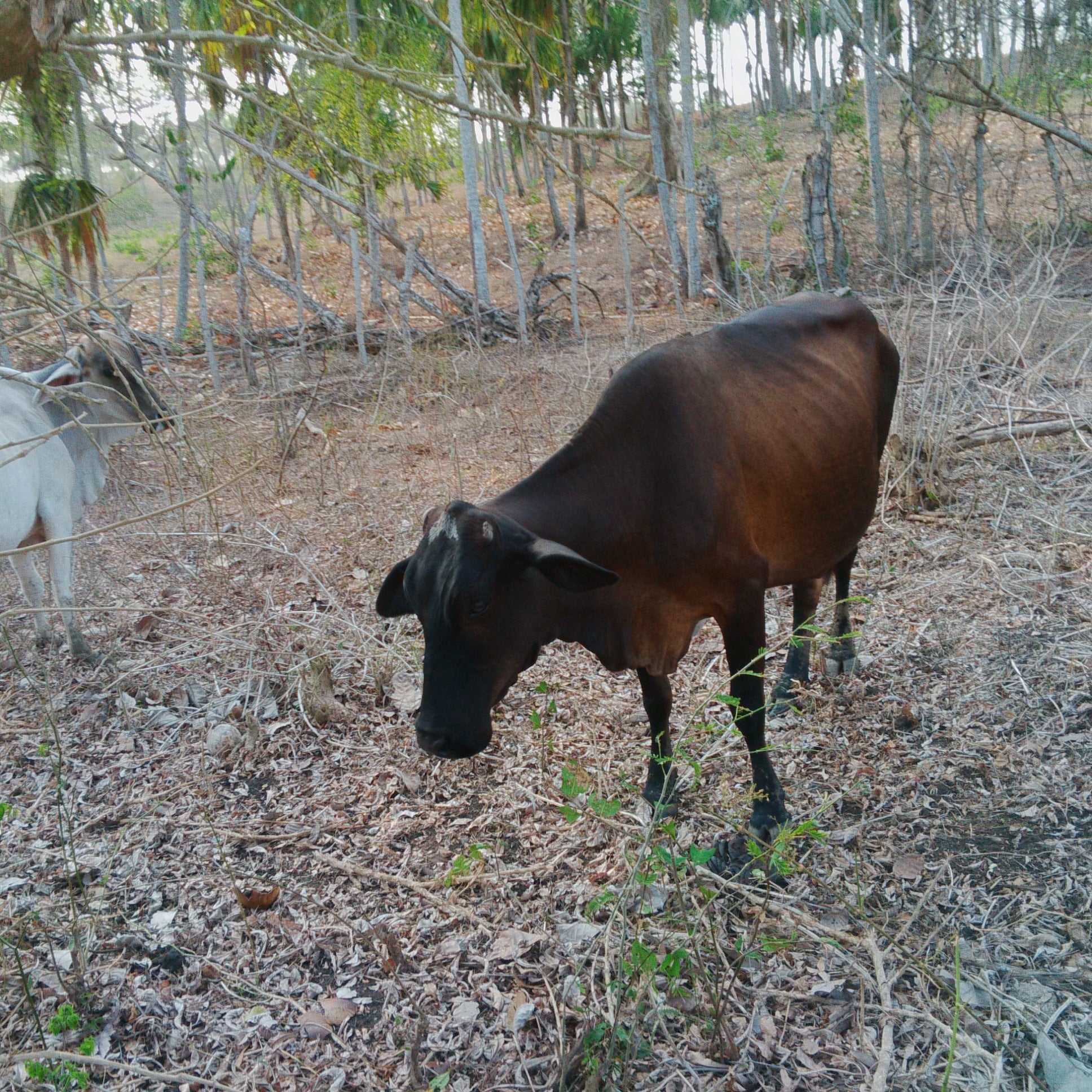 Los municipios costeros son los màs afectados.