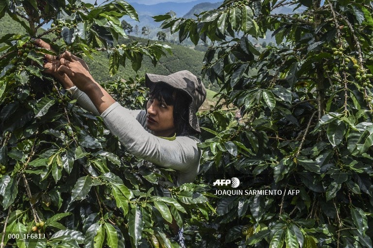 indígena transgénero