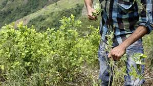 Pese a este esfuerzo la resiembra en el departamento es del 300 por ciento.