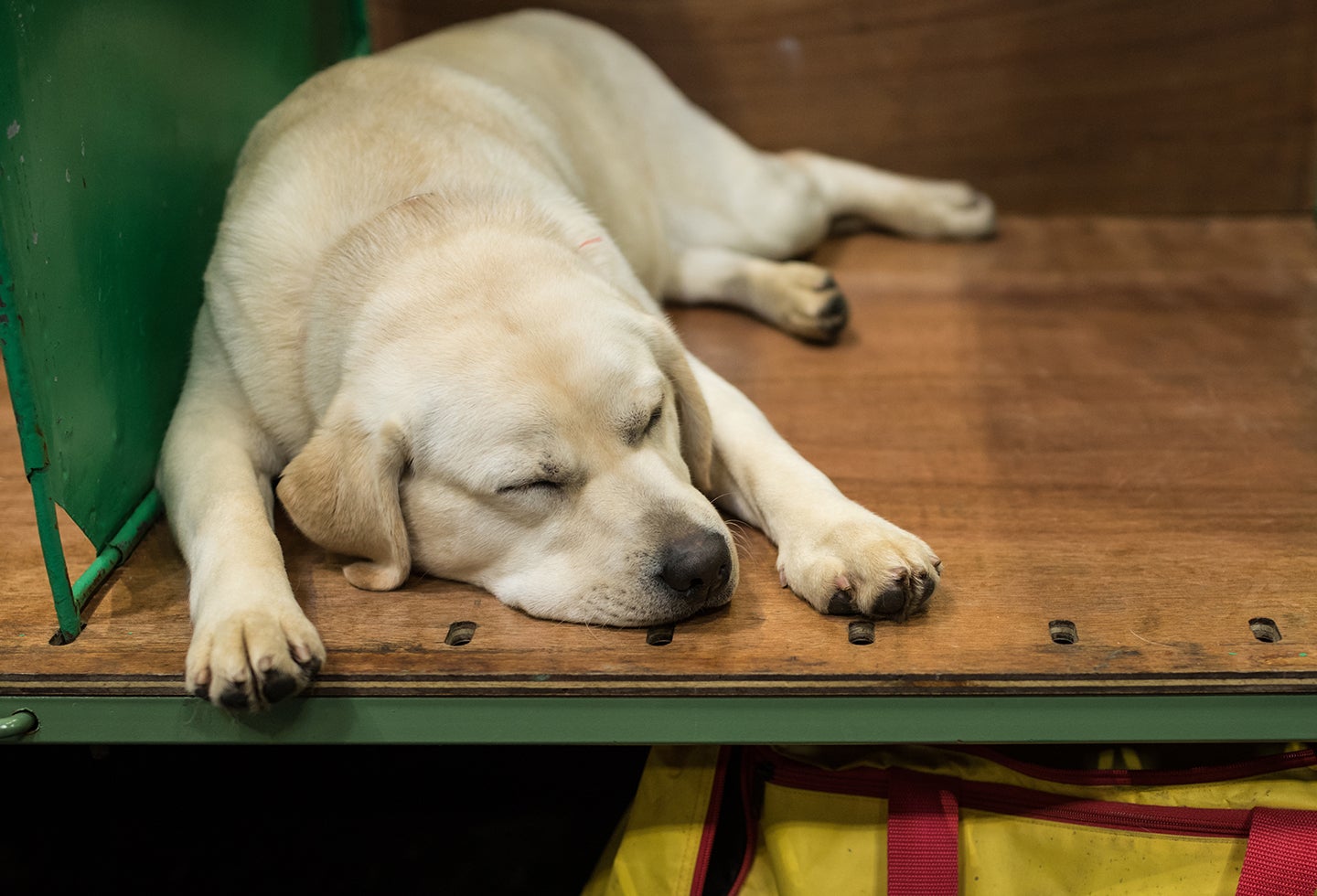 Foto de referencia de un perro labrador