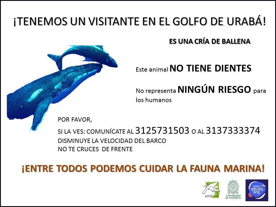 Ballenato extraviado en aguas antioqueñas