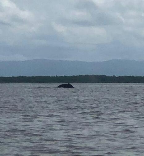 SOS: Ballenato extraviado en aguas antioqueñas