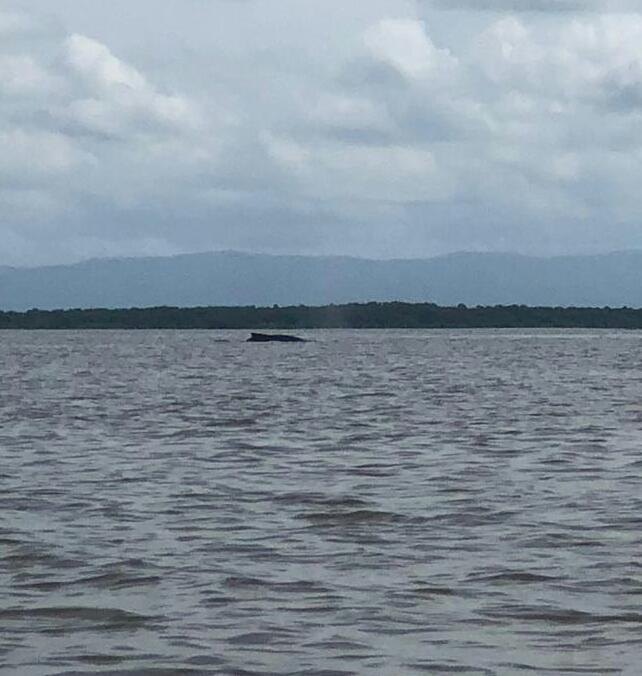 Ballenato extraviado en aguas antioqueñas