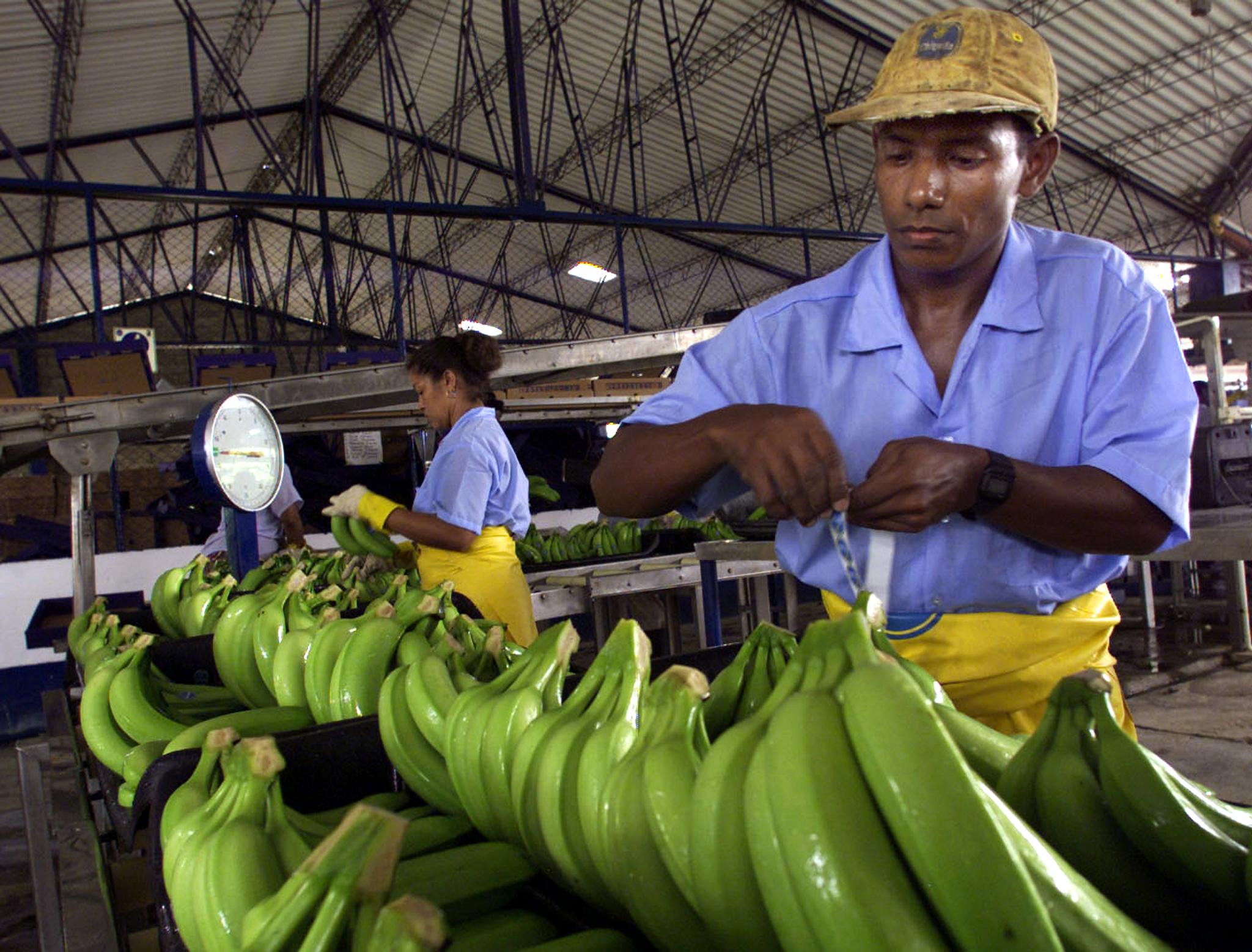 Plantación de banano en Colombia.