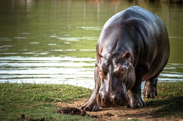 Hipopótamo en el Magdalena Medio colombiano.