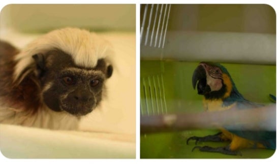 El tití y la guacamaya.