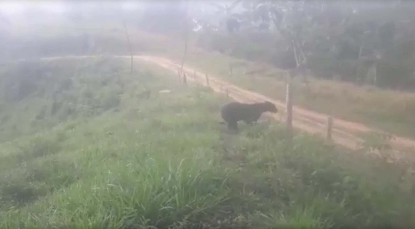 oso de anteojos en Segovia