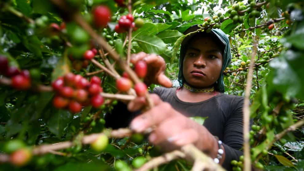 Se esperan más de 10 mil recolectores del grano.