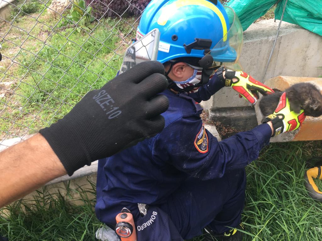 En un acto de amor, bomberos de Sabaneta rescatan a dos crías de gatos