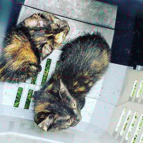 En un acto de amor, bomberos de Sabaneta rescatan a dos crías de gatos