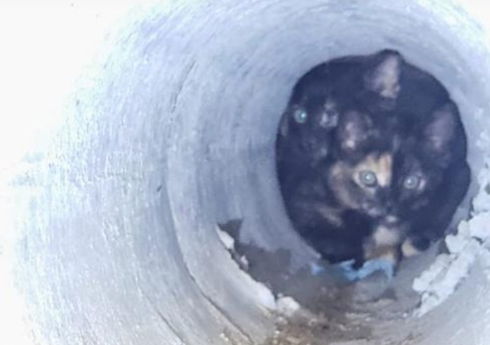 En un acto de amor, bomberos de Sabaneta rescatan a dos crías de gatos