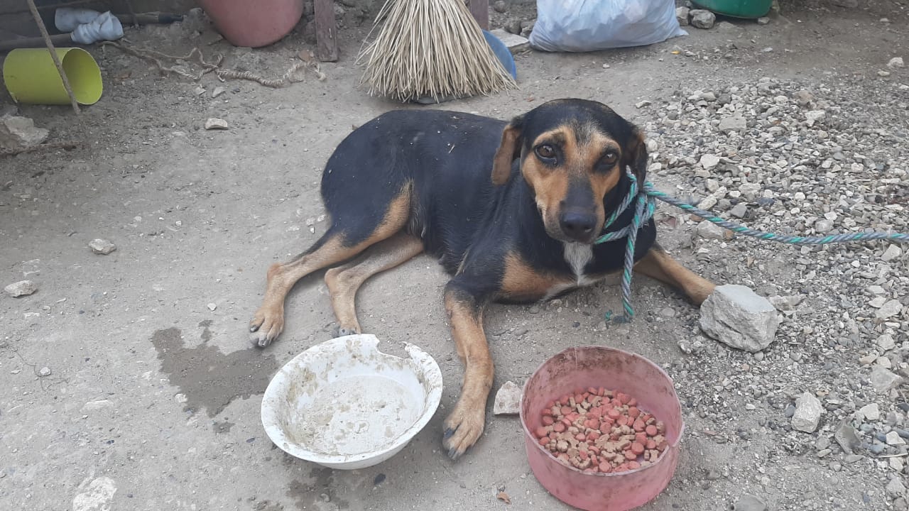 Siete meses de cárcel a extranjero que asesinó a un perrito en El Carmen de Viboral