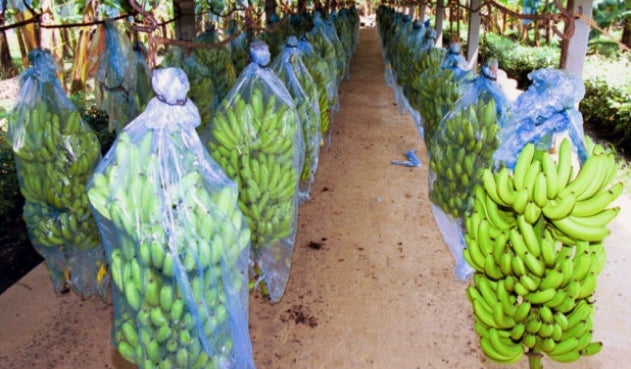 Por fallo judicial serán restituidos 11 predios en Turbo, Antioquia.