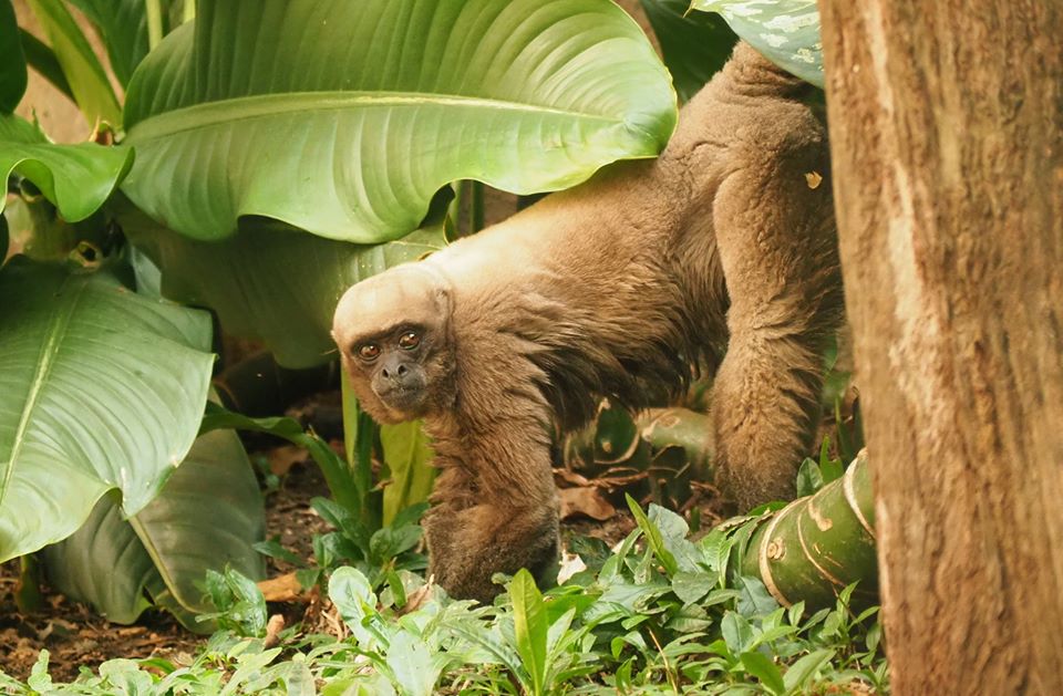 Parque Zoológico Santa Fe de Medellín.