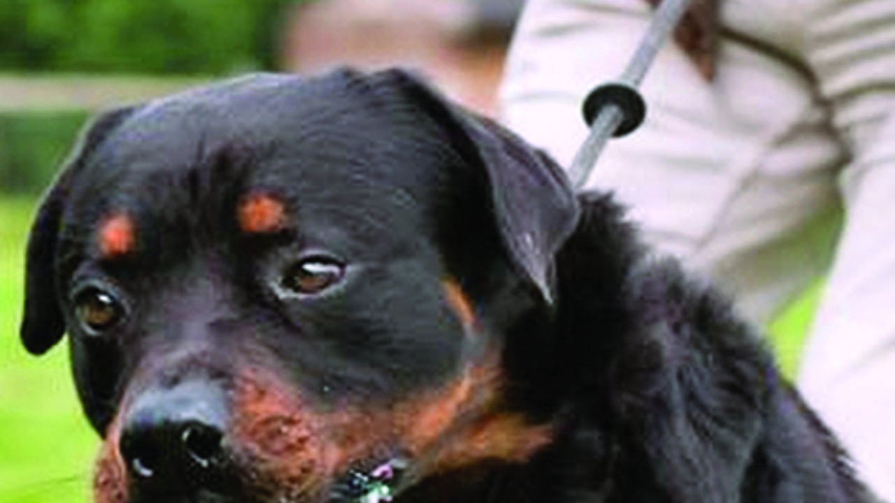 El canino atacó a los uniformados por orden de su amo.