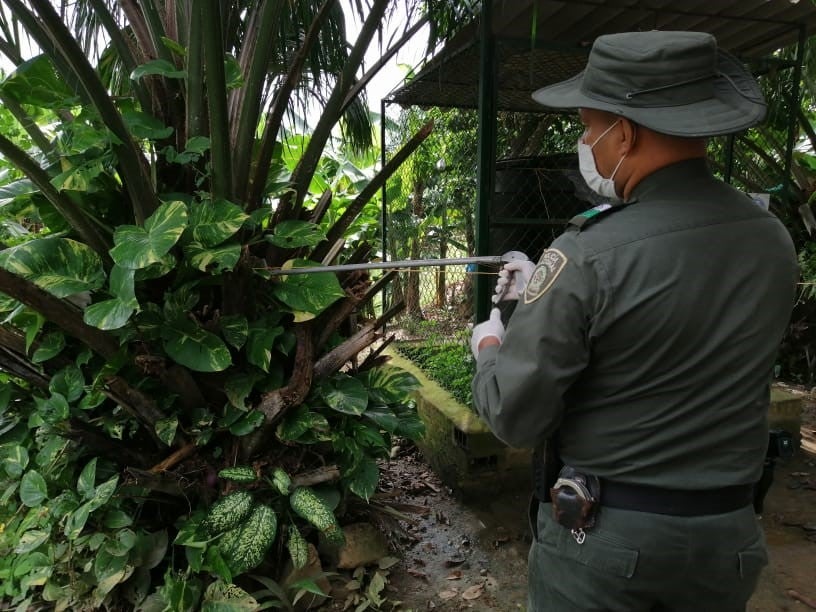 En medio de la pandemia, rescatan una serpiente en una finca bananera de Urabá