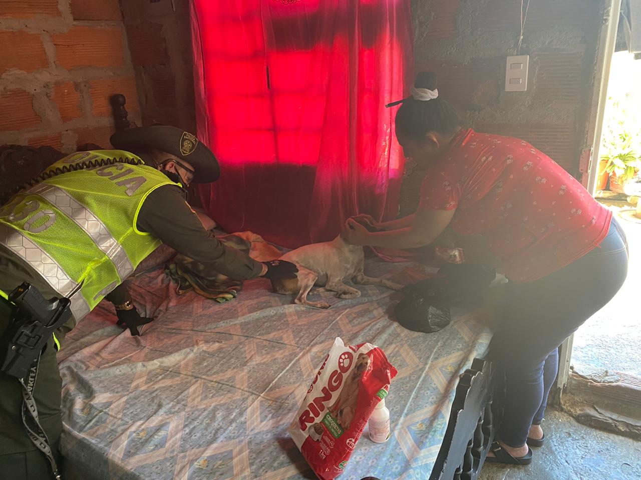 Las mascotas fueron socorridas por las autoridades ambientales.