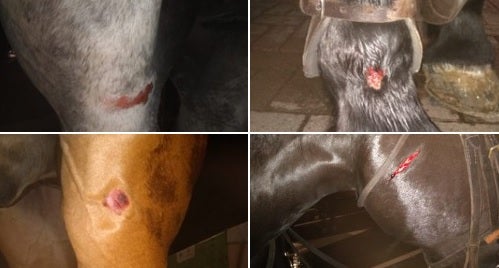 Caballos heridos en protestas en Medellín