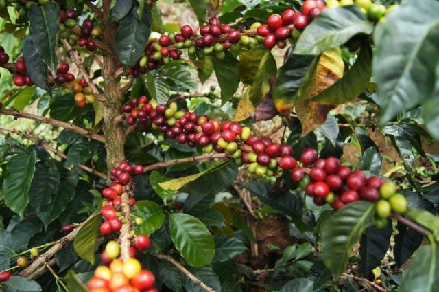 Cosecha cafetera en Antioquia.