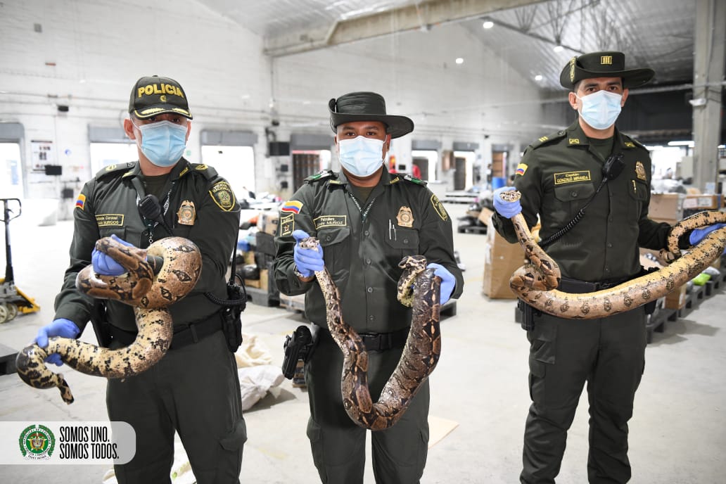 Los reptiles serían sacrificados para la manufactura de elementos como zapatos, bolsos y billeteras.