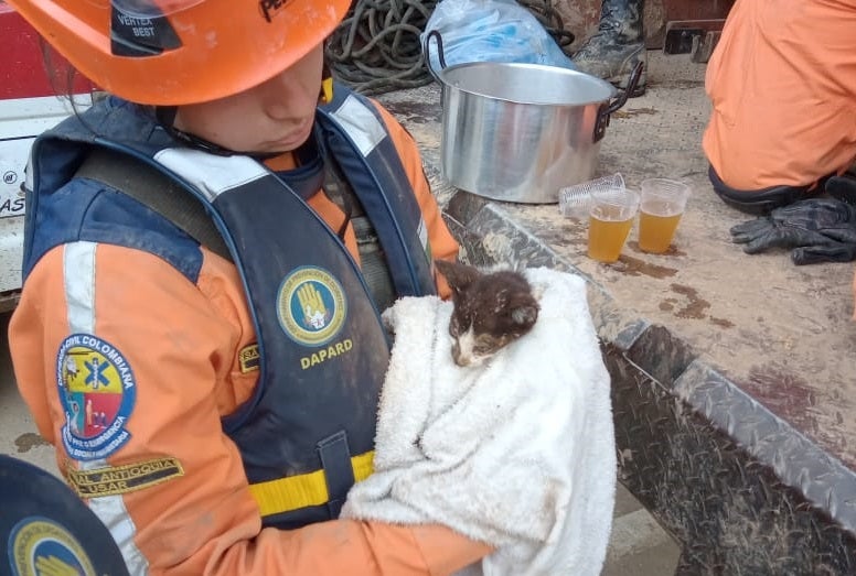 Animales rescatados en Dabeiba