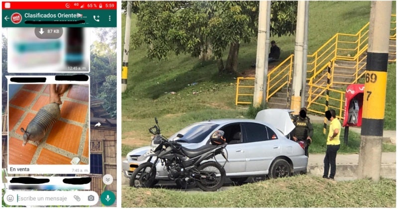 Hombre capturado por intentar vender un armadillo