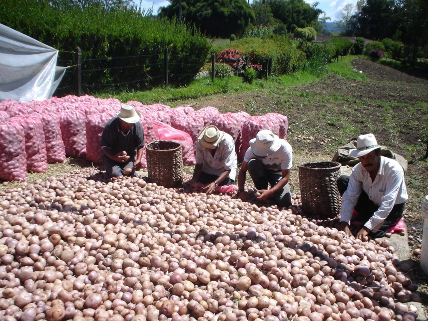 Producción de papa en Antioquia.