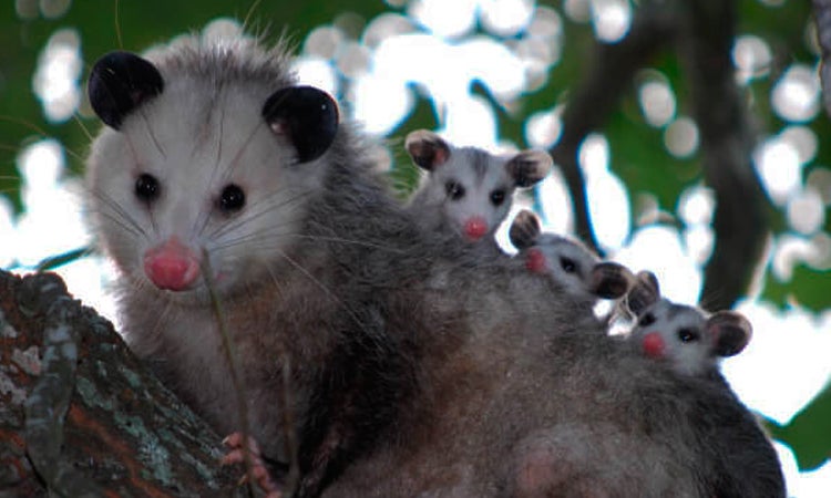 En la última semana, han ocurrido dos agresiones en Antioquia.