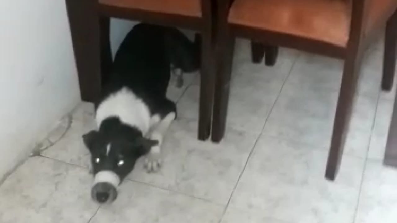 Las autoridades investigan el hecho.