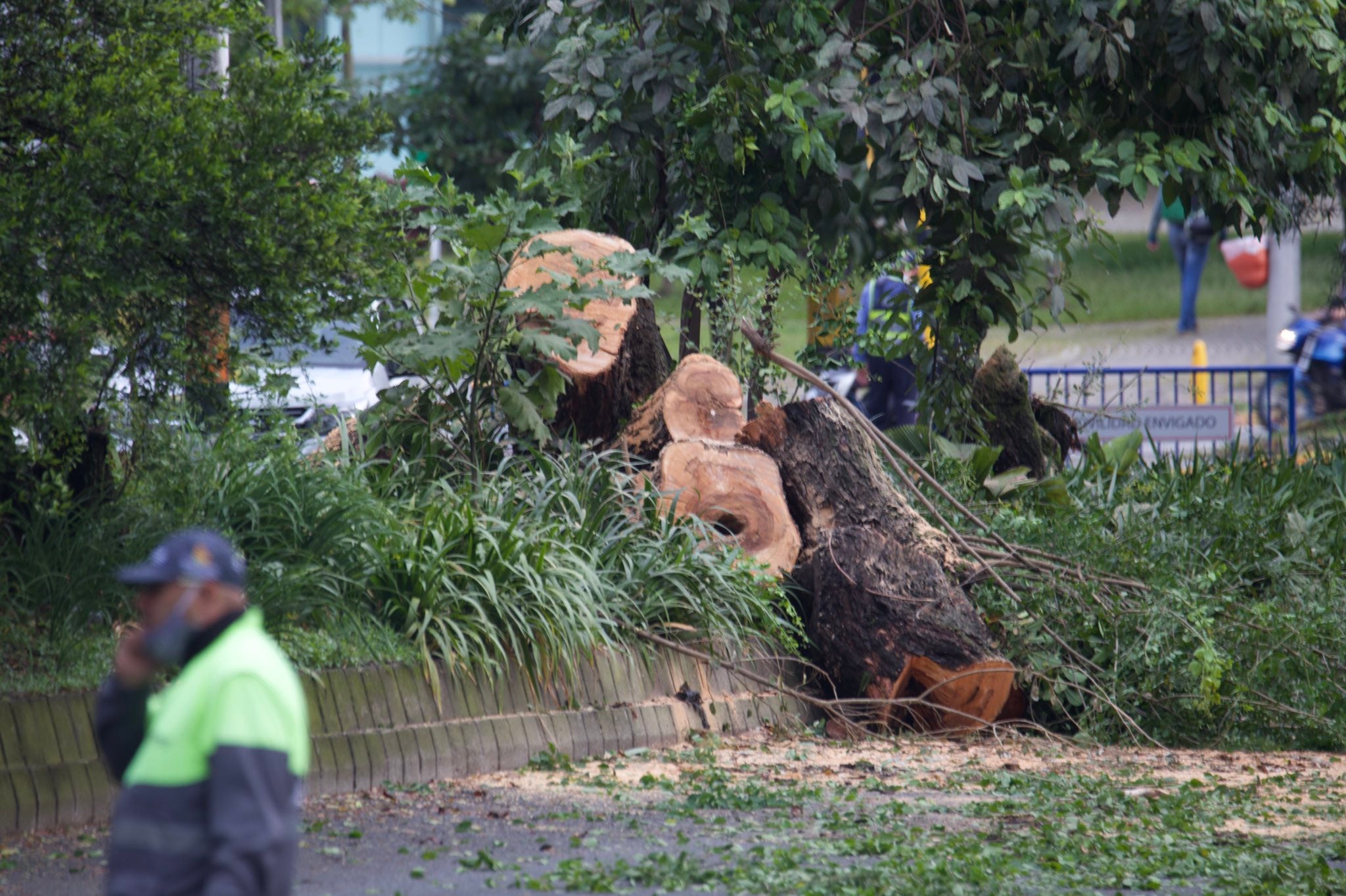 Tala de árboles en el Túnel Verde.