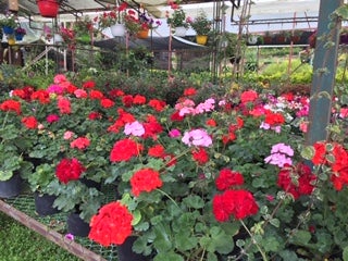 Las flores y sus colores.