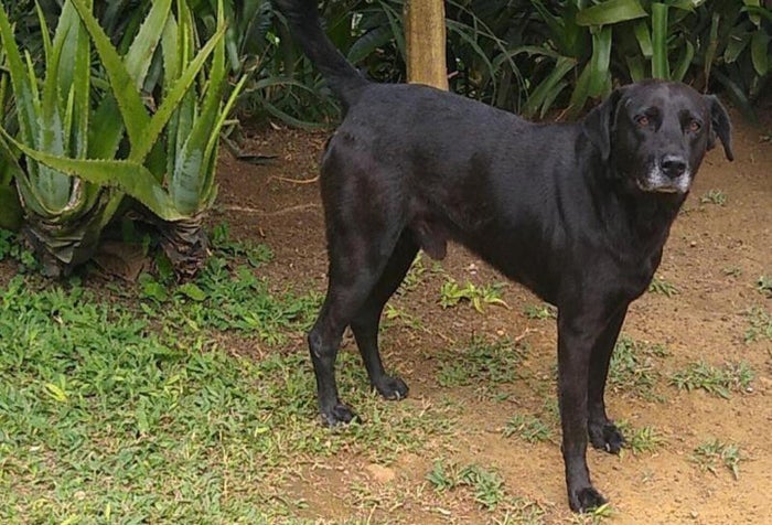 El perro sufrió lesiones que pusieron en riesgo su vida.
