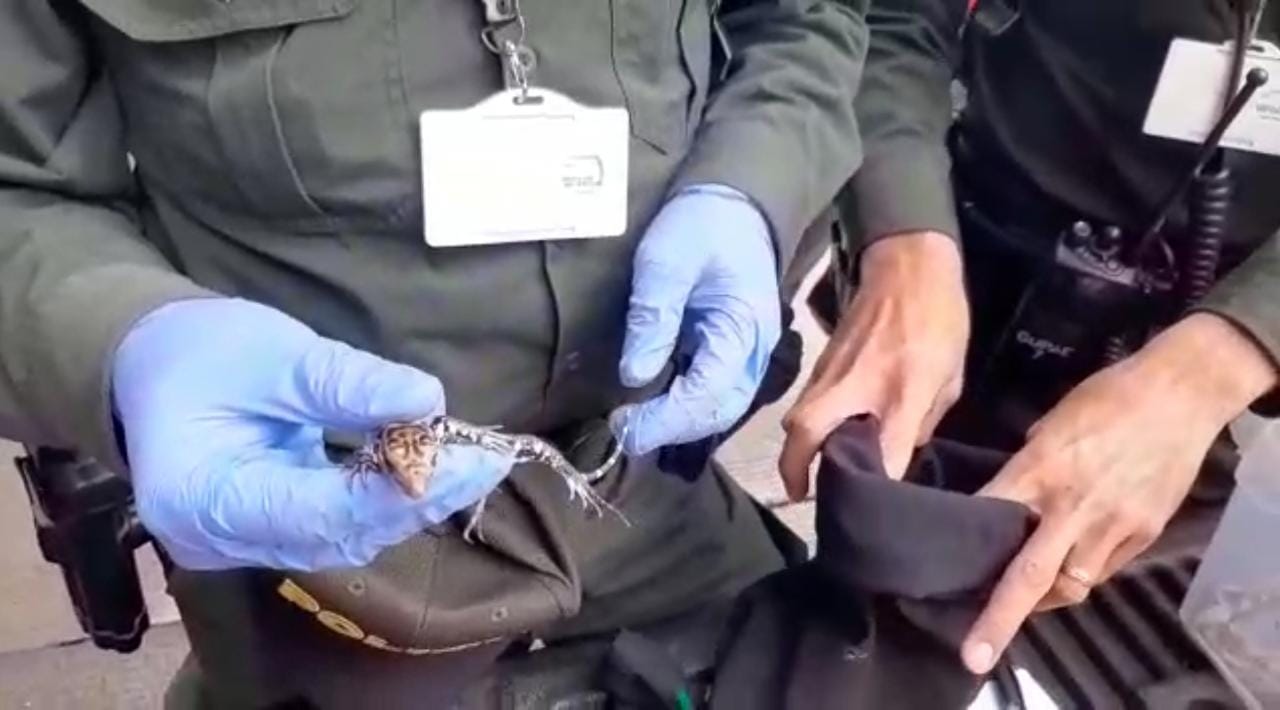 Golpe al tráfico ilegal de animales, encuentran 36 serpientes y cinco lagartos en Medellín