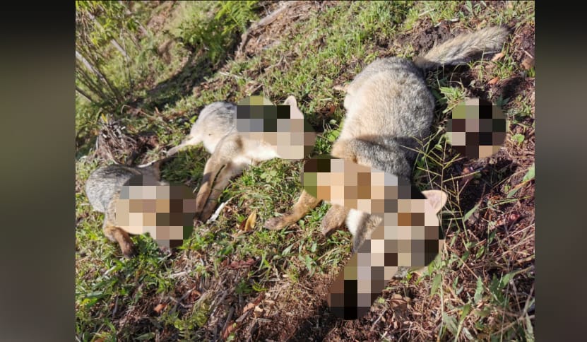 Envenenan, al parecer, a cuatro zorros perrunos en San Vicente, Antioquia