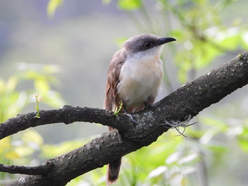 Se vio en Medellín el cuclillo piquioscuro, especie de ave nunca observada